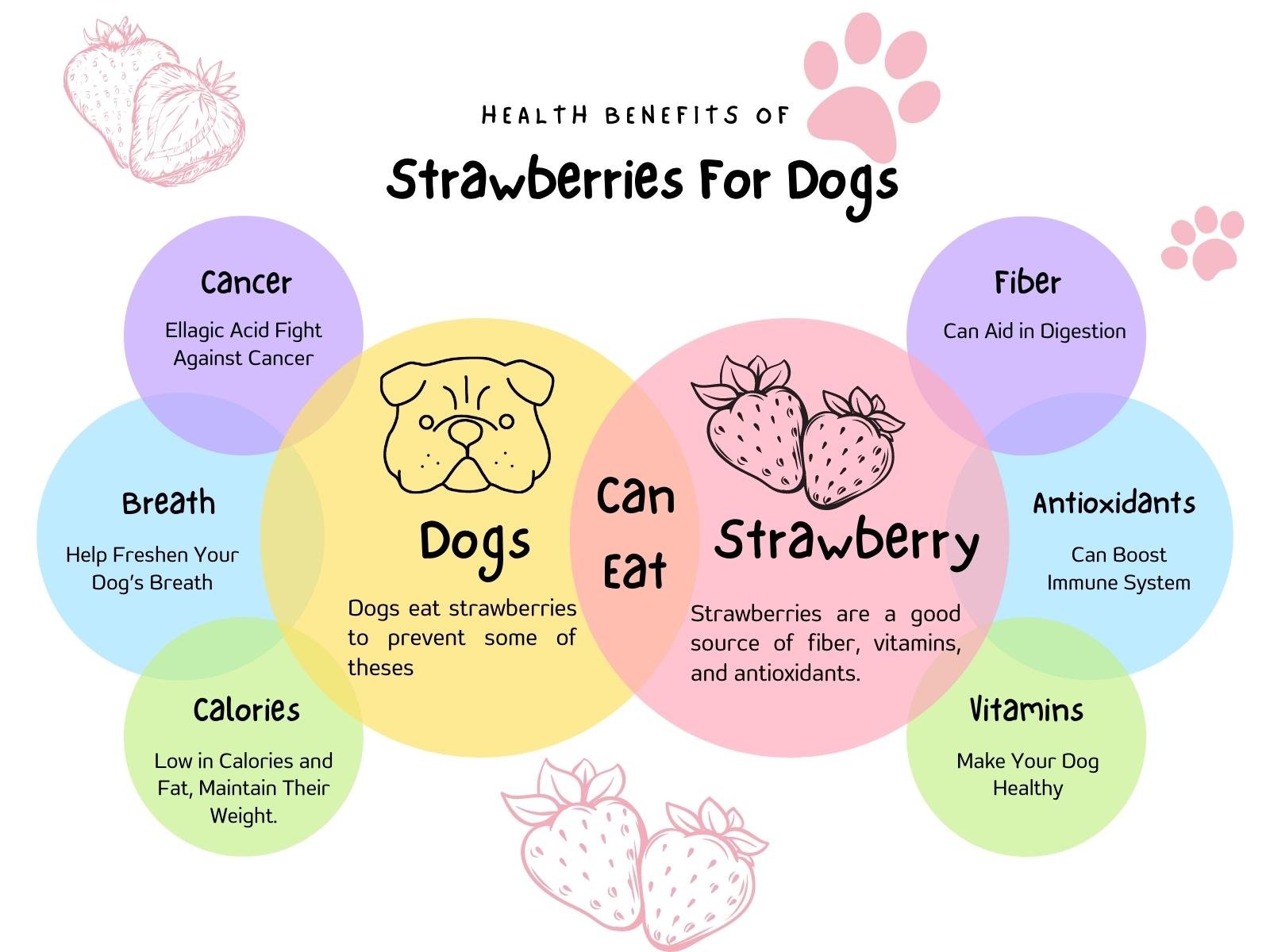 Health Benefits Of Strawberries For Dogs
