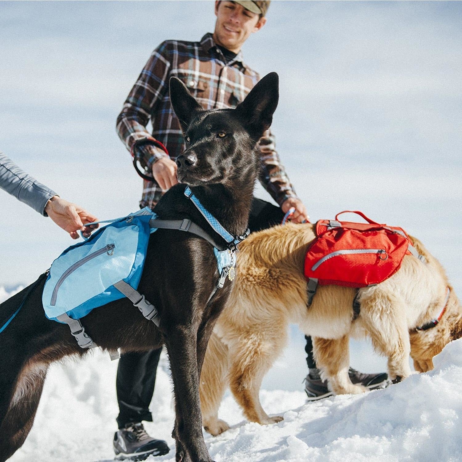 Why You Should Get a Dog Backpack for Your Large Dog