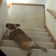 Why Dogs Love Sliding Down the Stairs