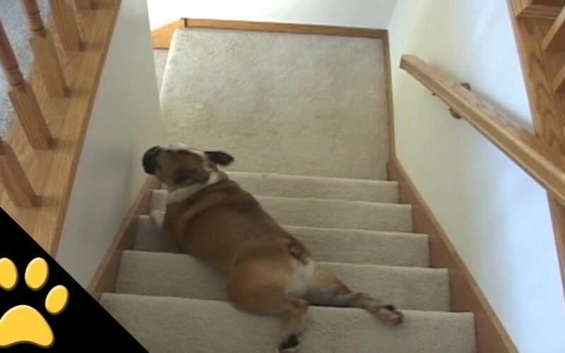 Why Dogs Love Sliding Down the Stairs
