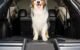 The Best Dog Ramp For Stairs 5 The Best Dog Ramp For Stairs