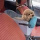 The Best Console Dog Car Seat