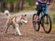 Why You And Your Dog Will Love Bike Adventures