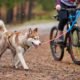 Why You And Your Dog Will Love Bike Adventures