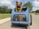 The Petsafe Happy Ride Aluminum Dog Bike Trailer 42 The Petsafe Happy Ride Aluminum Dog Bike Trailer