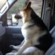 Can Dogs Ride in the Front Seat 27 Can Dogs Ride in the Front Seat