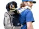 The Best Dog Backpacks For Humans 9 Best Dog Backpacks For Humans