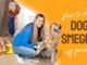 How to Clean Dog Smegma Off Furniture 34 How to Clean Dog Smegma Off Furniture
