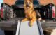 Why You Need a Dog Car Ramp 5 Why You Need a Dog Car Ramp