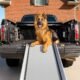 Why You Need a Dog Car Ramp