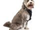 The Best Car Harness For Dogs 52 The Best Car Harness For Dogs