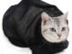 The Best Cat Straight Jacket 14 The Best Cat Straight Jacket