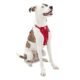 The Best Kurgo Dog Car Harness 171 The Best Kurgo Dog Car Harness