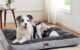 The Best Big Dog Pillow 5 The Best Big Dog Pillow