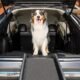 The Best Dog Ramps For Suvs 13 The Best Dog Ramps For Suvs
