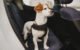 How to Find the Best Dog Vehicle Harness for Your Pup 5 How to Find the Best Dog Vehicle Harness for Your Pup
