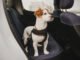 How to Find the Best Dog Vehicle Harness for Your Pup 239 How to Find the Best Dog Vehicle Harness for Your Pup