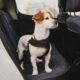 How to Find the Best Dog Vehicle Harness for Your Pup 7 How to Find the Best Dog Vehicle Harness for Your Pup