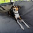 How to Install Dog Car Seat Cover
