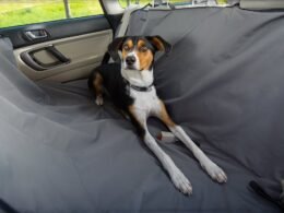 How to Install Dog Car Seat Cover