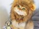 The Best Cat Lion Costume