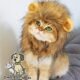 The Best Cat Lion Costume