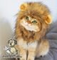 The Best Cat Lion Costume 111 The Best Cat Lion Costume