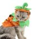 The Best Cat Pumpkin Costume 174 The Best Cat Pumpkin Costume