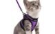 The Best Cat Vest 5 The Best Cat Vest
