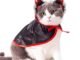 The Best Cat Devil Costume