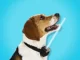 Best Smart Dog Bark Collar