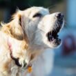 Dog Barking Law in California