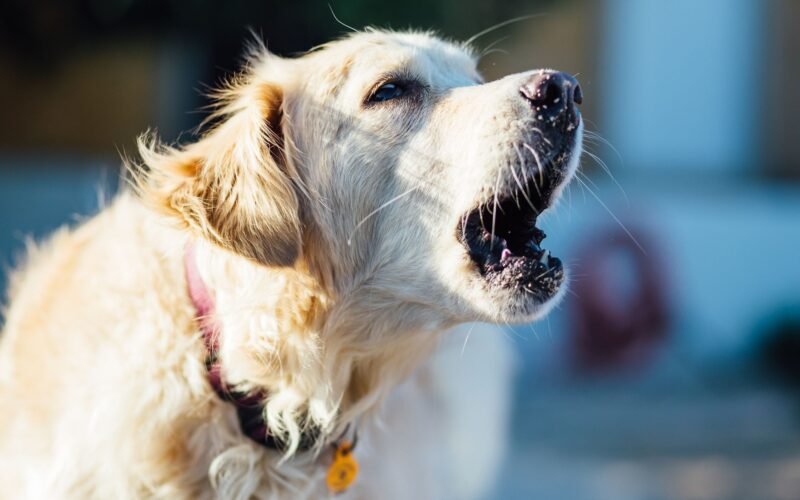 Dog Barking Law in California