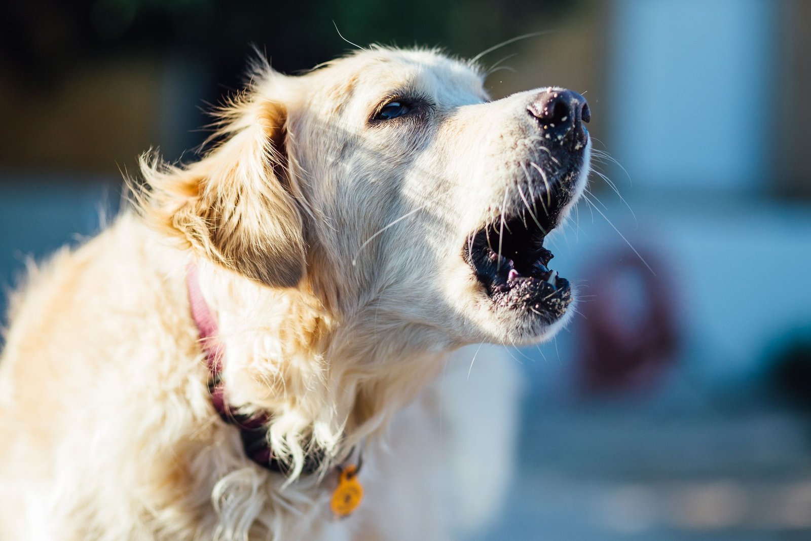 Dog Barking Law in California