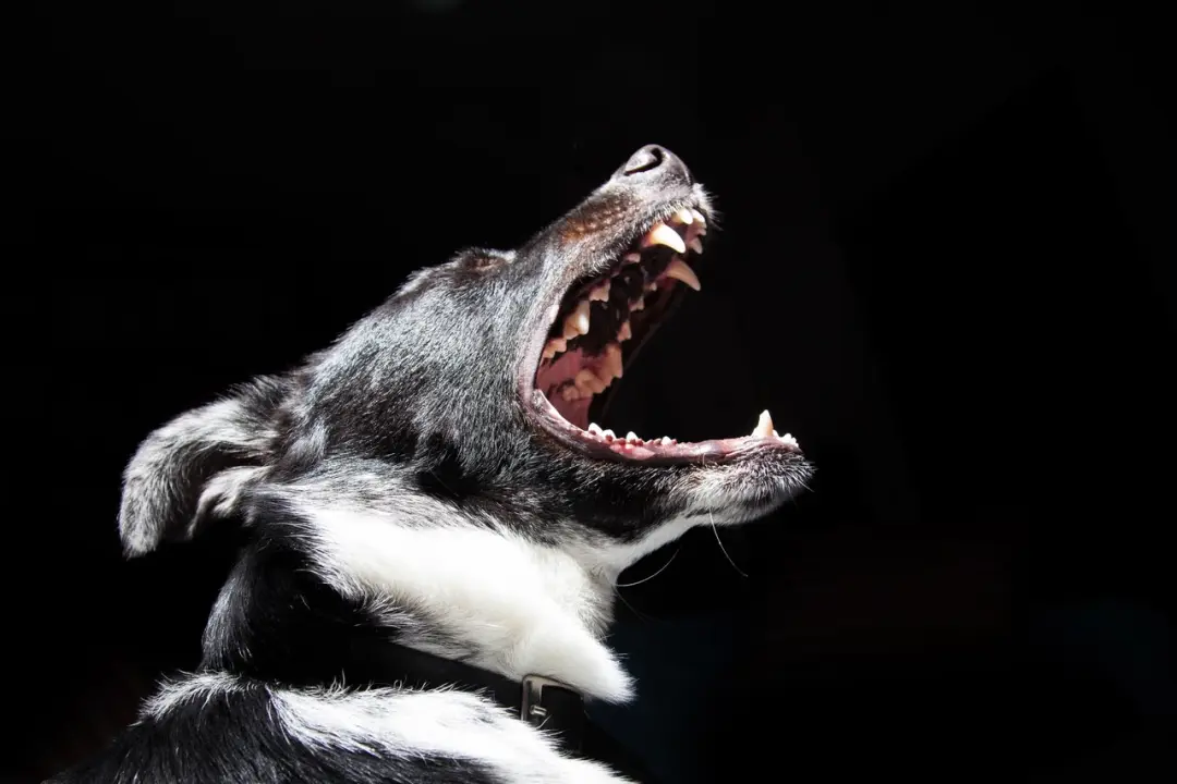Dog Barking Ordinance in California