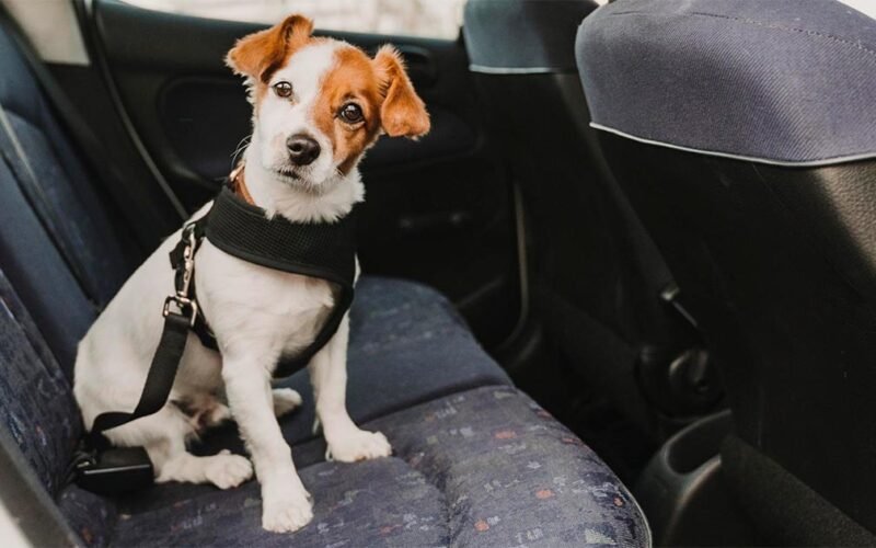 Dog Seat Belt