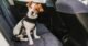 Dog Seat Belt