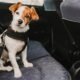 How to Use a Dog Seat Belt 7 Dog Seat Belt