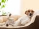 The Best Personalized Dog Pillows 94 Dog Pillow