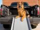 The Petsafe Happy Ride Telescoping Dog Car Ramp