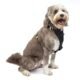 The Best Dog Car Harness 110 The Best Dog Car Harness