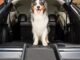 The Best Dog Ramps For Cars 33 The Best Dog Ramps For Cars