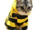 The Best Cat Bee Costume