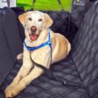 dog seat cover