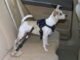 Why You Should Use a Dog Vehicle Harness