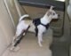 Why You Should Use a Dog Vehicle Harness 238 Why You Should Use a Dog Vehicle Harness