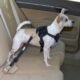 Why You Should Use a Dog Vehicle Harness 7 Why You Should Use a Dog Vehicle Harness