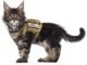 The Best Cat Tactical Vest