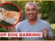 Effective Ways to Stop Unwanted Dog Barking
