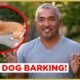 Effective Ways to Stop Unwanted Dog Barking
